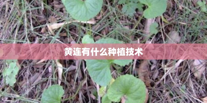 黄连有什么种植技术
