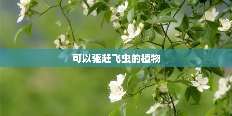 可以驱赶飞虫的植物