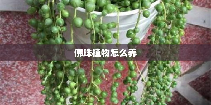 佛珠植物怎么养 佛珠植物怎么养