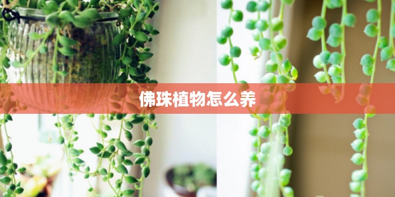 佛珠植物怎么养 佛珠植物怎么养