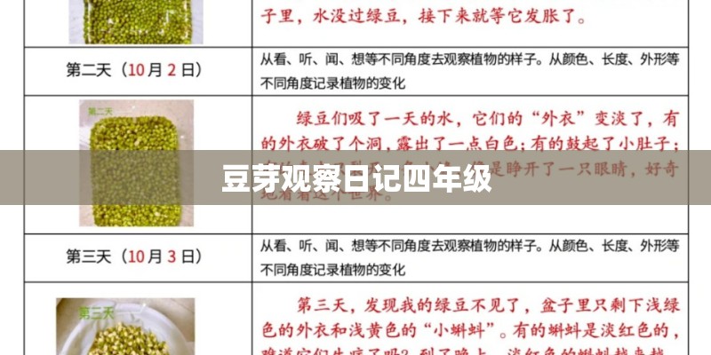豆芽观察日记四年级