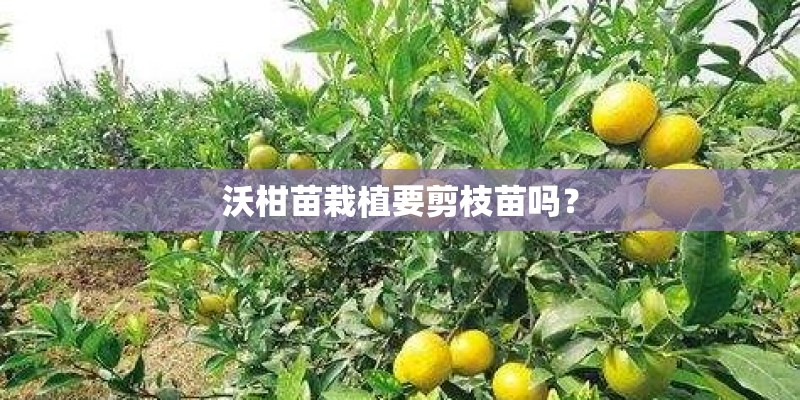沃柑苗栽植要剪枝苗吗？