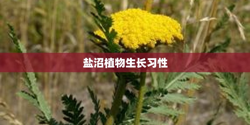 盐沼植物生长习性