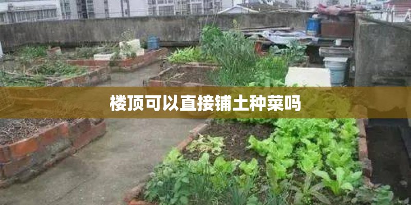 楼顶可以直接铺土种菜吗