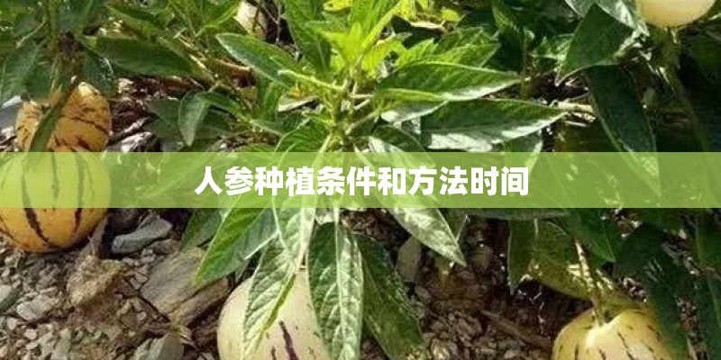 人参种植条件和方法时间 人参种植条件和方法时间