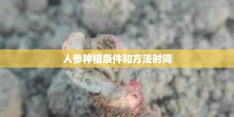 人参种植条件和方法时间 人参种植条件和方法时间