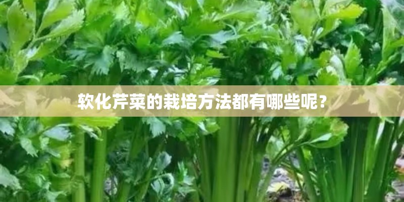 软化芹菜的栽培方法都有哪些呢？