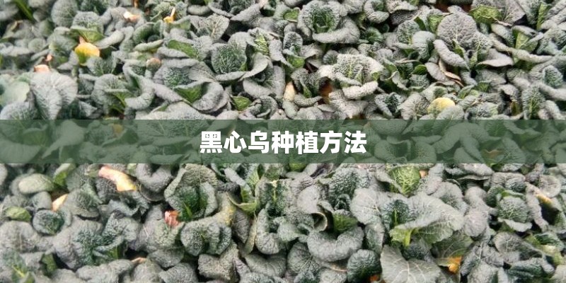 黑心乌种植方法 黑心乌种植方法