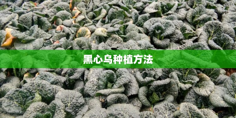 黑心乌种植方法 黑心乌种植方法