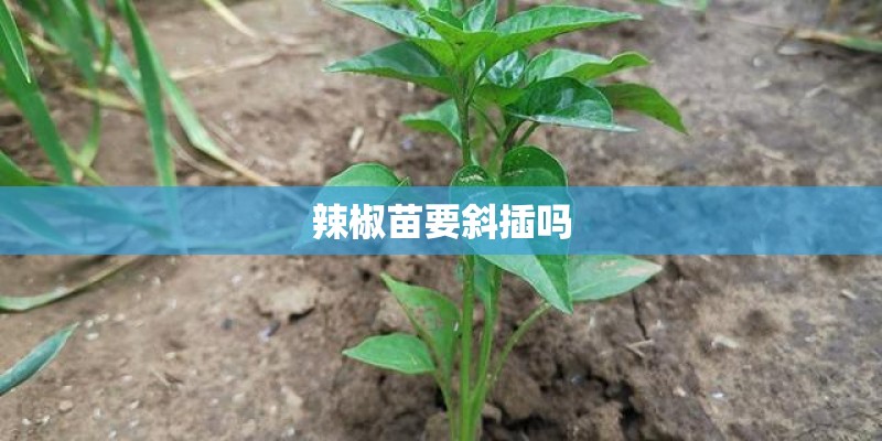 辣椒苗要斜插吗