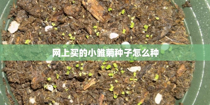 网上买的小雏菊种子怎么种 网上买的小雏菊种子怎么种