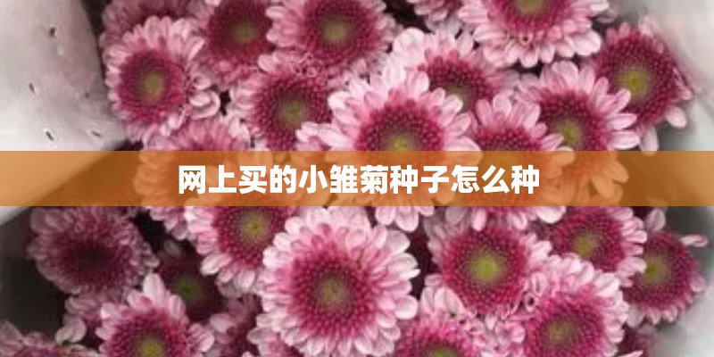 网上买的小雏菊种子怎么种 网上买的小雏菊种子怎么种
