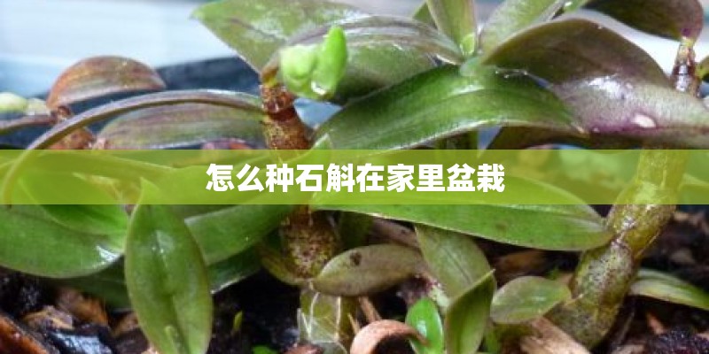 怎么种石斛在家里盆栽 怎么种石斛在家里盆栽