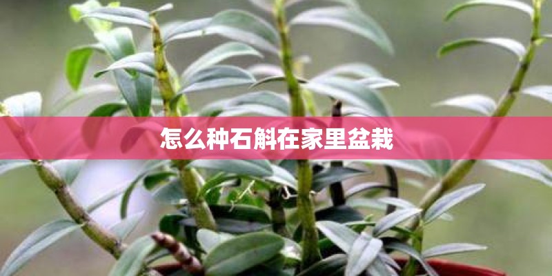 怎么种石斛在家里盆栽 怎么种石斛在家里盆栽