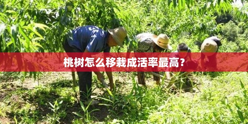 桃树怎么移栽成活率最高？