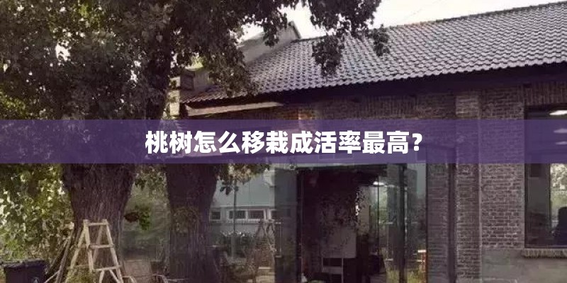 桃树怎么移栽成活率最高？