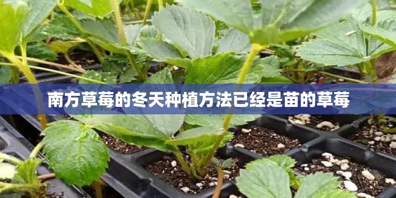 南方草莓的冬天种植方法已经是苗的草莓