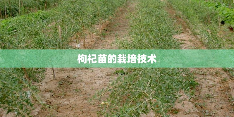 枸杞苗的栽培技术