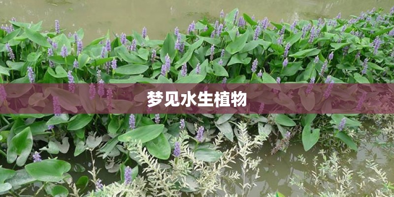 梦见水生植物