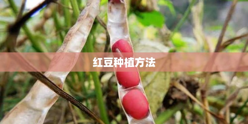 红豆种植方法