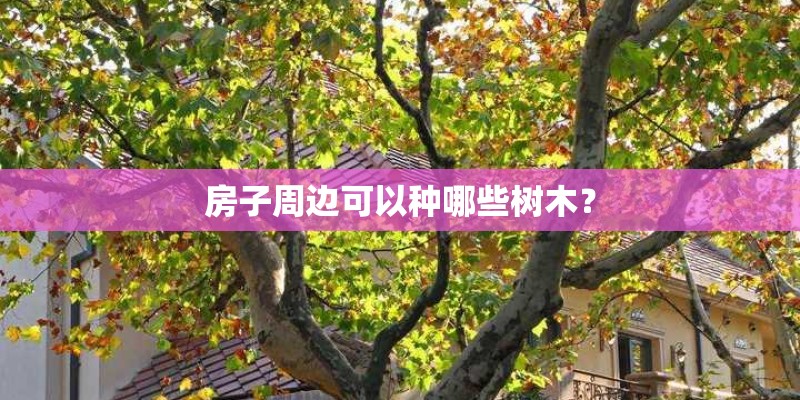 房子周边可以种哪些树木？