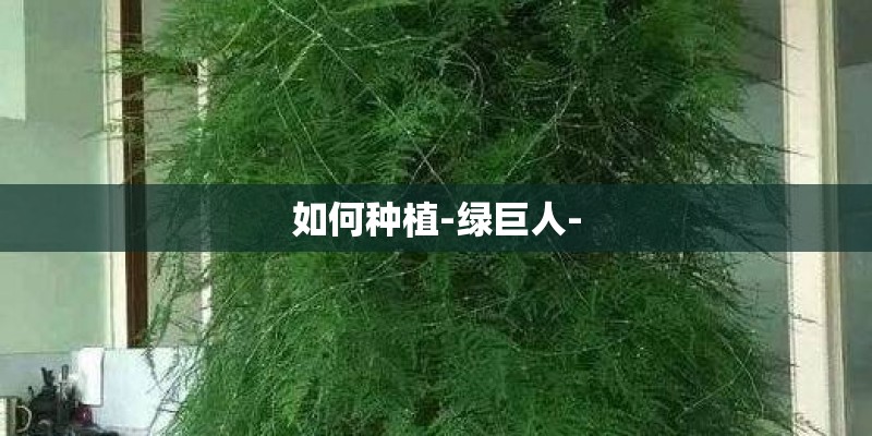 如何种植-绿巨人-