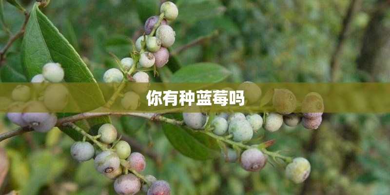 你有种蓝莓吗 你有种蓝莓吗