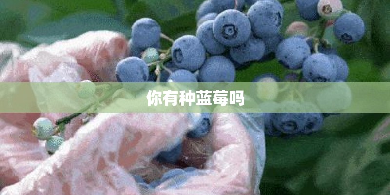 你有种蓝莓吗 你有种蓝莓吗