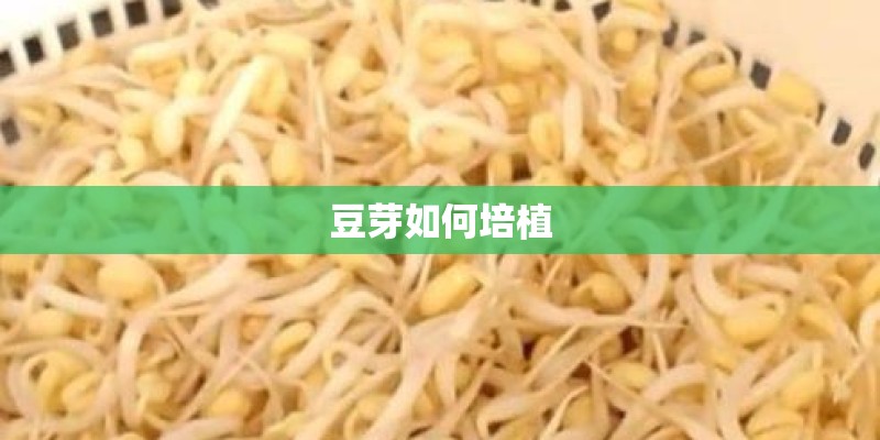 豆芽如何培植