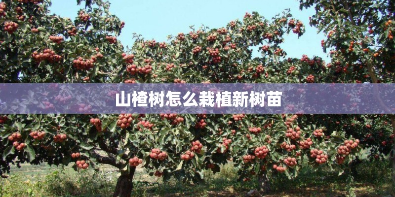 山楂树怎么栽植新树苗