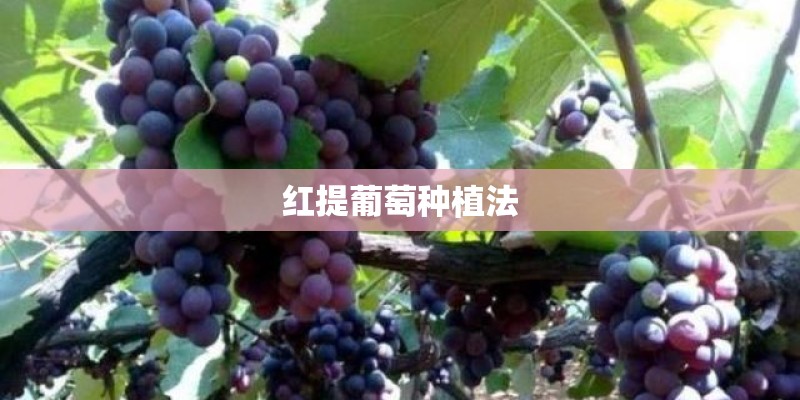 红提葡萄种植法
