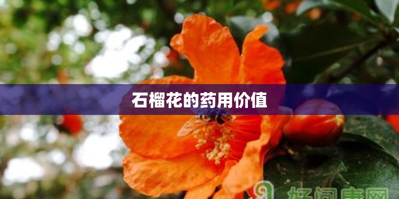石榴花的药用价值