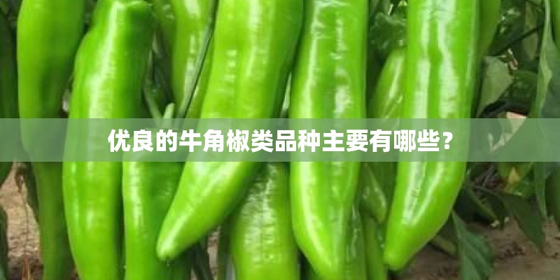 优良的牛角椒类品种主要有哪些? 优良的牛角椒类品种主要有哪些?