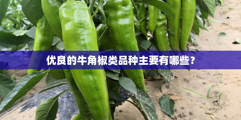 优良的牛角椒类品种主要有哪些? 优良的牛角椒类品种主要有哪些?
