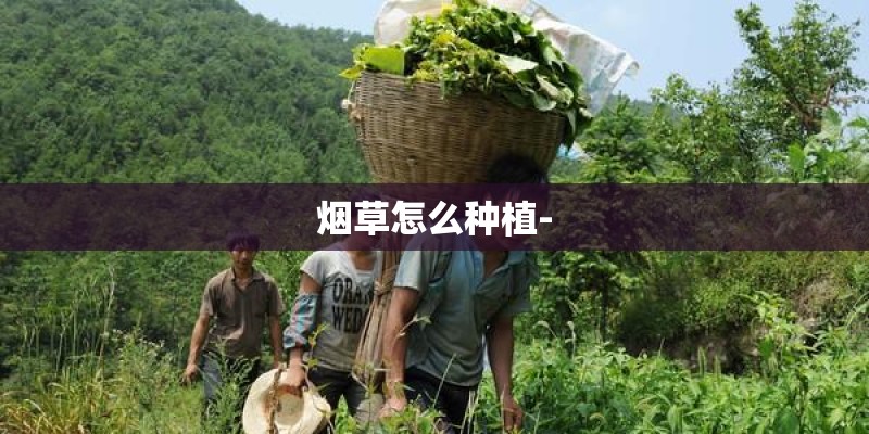 烟草怎么种植-