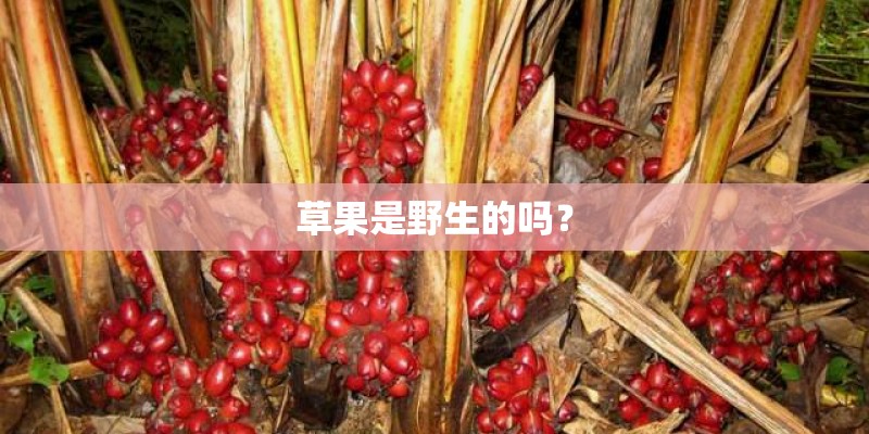 草果是野生的吗？