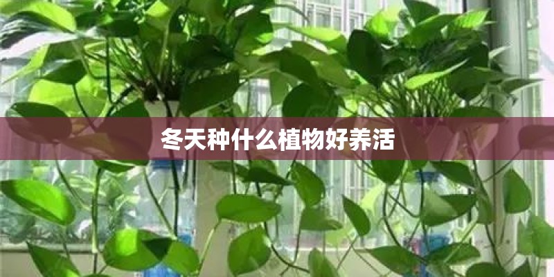 冬天种什么植物好养活