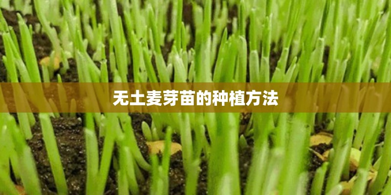无土麦芽苗的种植方法