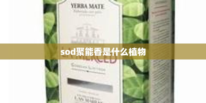 sod聚能香是什么植物
