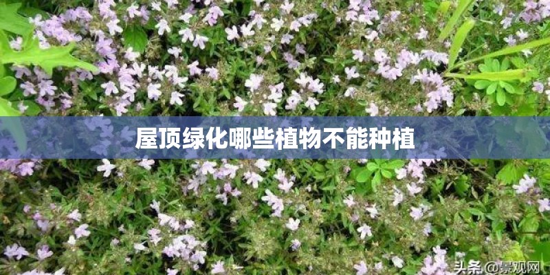 屋顶绿化哪些植物不能种植