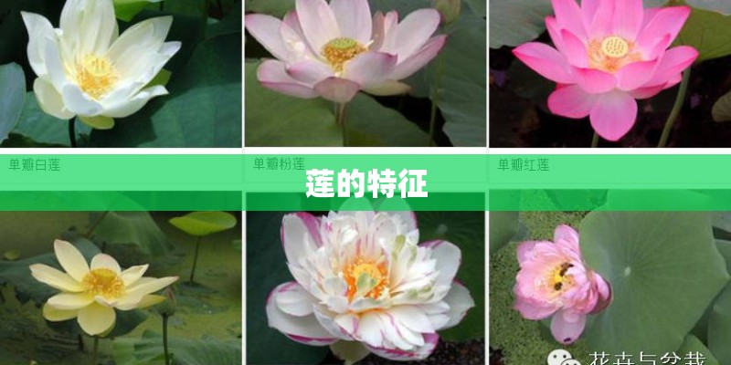 莲的特征