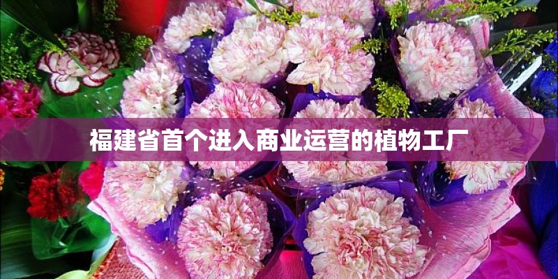 福建省首个进入商业运营的植物工厂